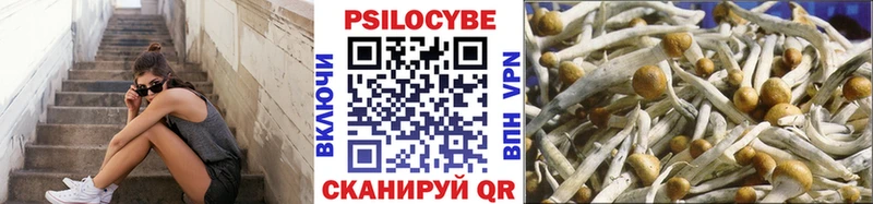 как найти закладки  Трубчевск  Галлюциногенные грибы Cubensis 
